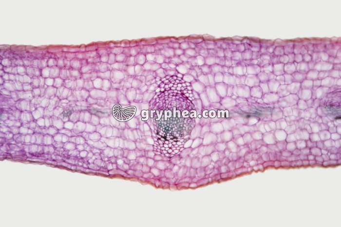 Feuille de Gui CT x25 - gryphea.com